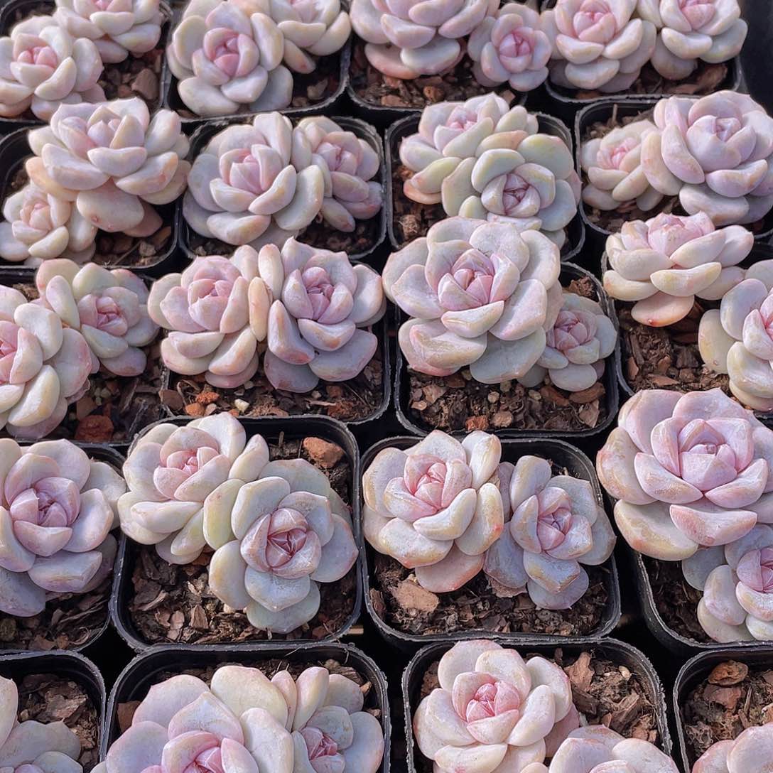 量拍105号 芋圆啵啵双头一个