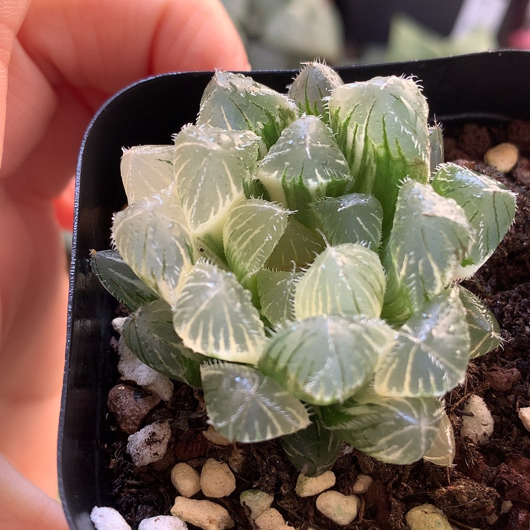 白赤线带盆土发货