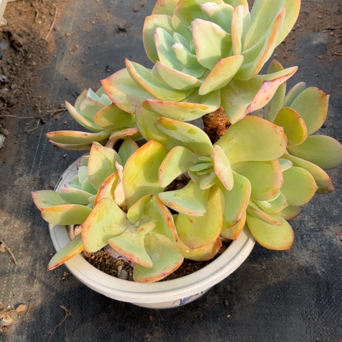 【闪购商品】无花朵用****6