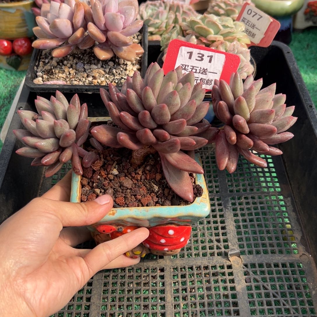 表妹精品多肉植物131.