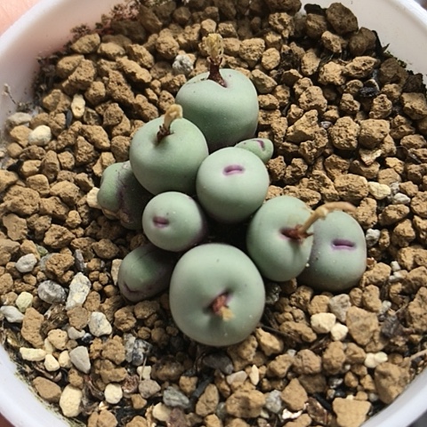 多肉肉锥 1380B红嘴