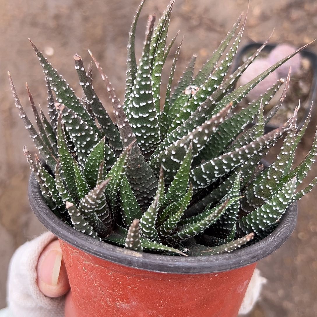 杜呃呃呃呃呃呃呃呃呃呃