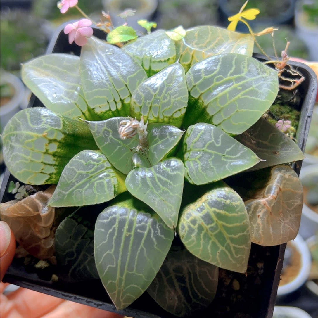 水晶康平2玉露多肉多肉