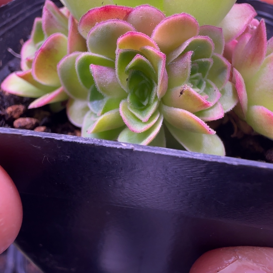 L689半城玫瑰缀侧芽不含盆土