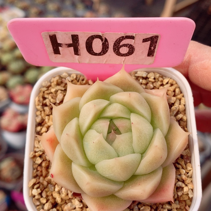 麦秆5cm多肉植物