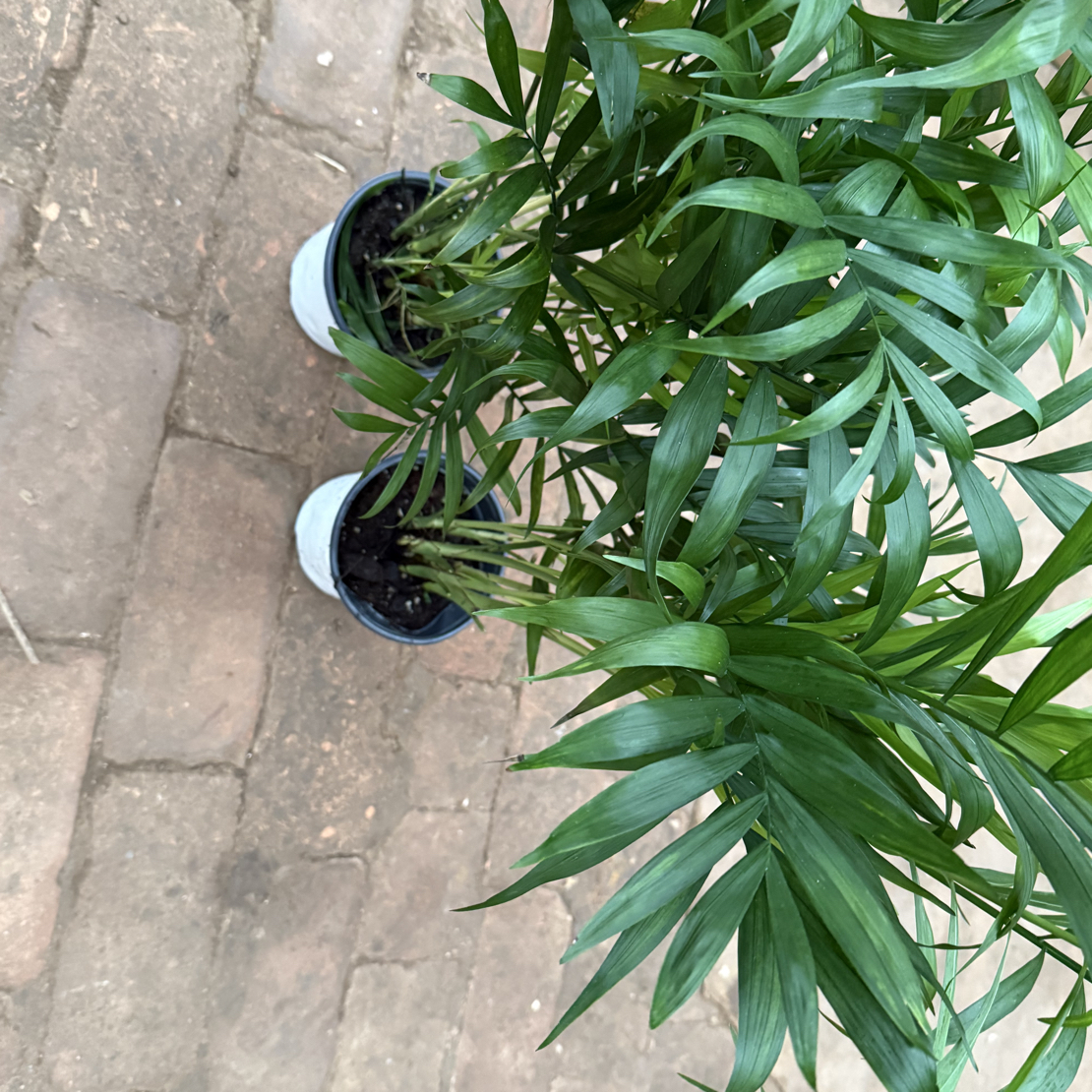 椰子盆栽室内绿植土栽培