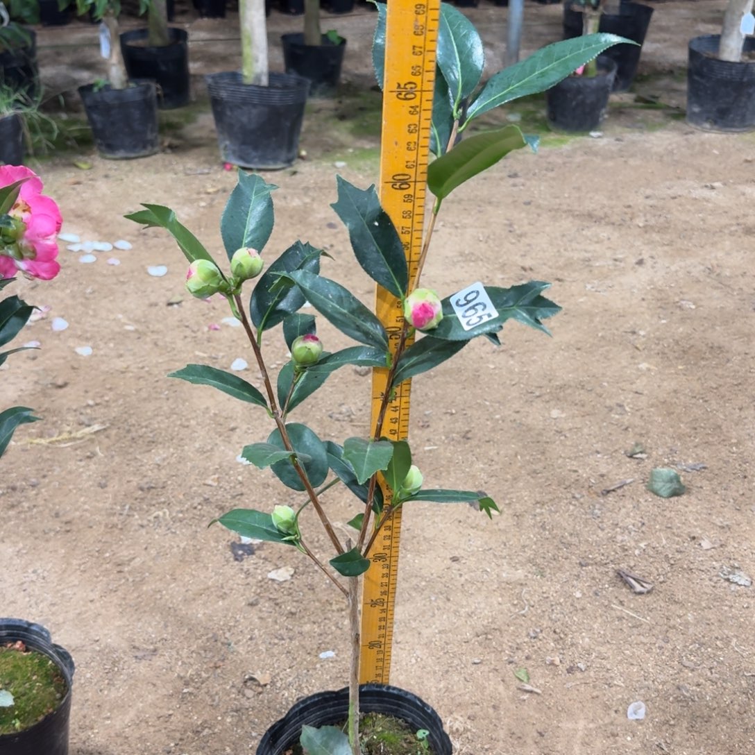 少量花朵（建议范围：2朵-5朵 或40%以下）965花芙蓉