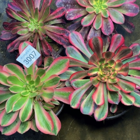 4盆多肉植物量拍