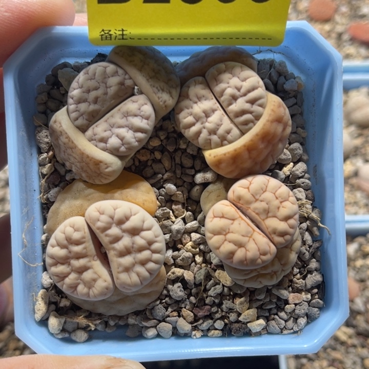 2865荒混4福利尺寸2.5