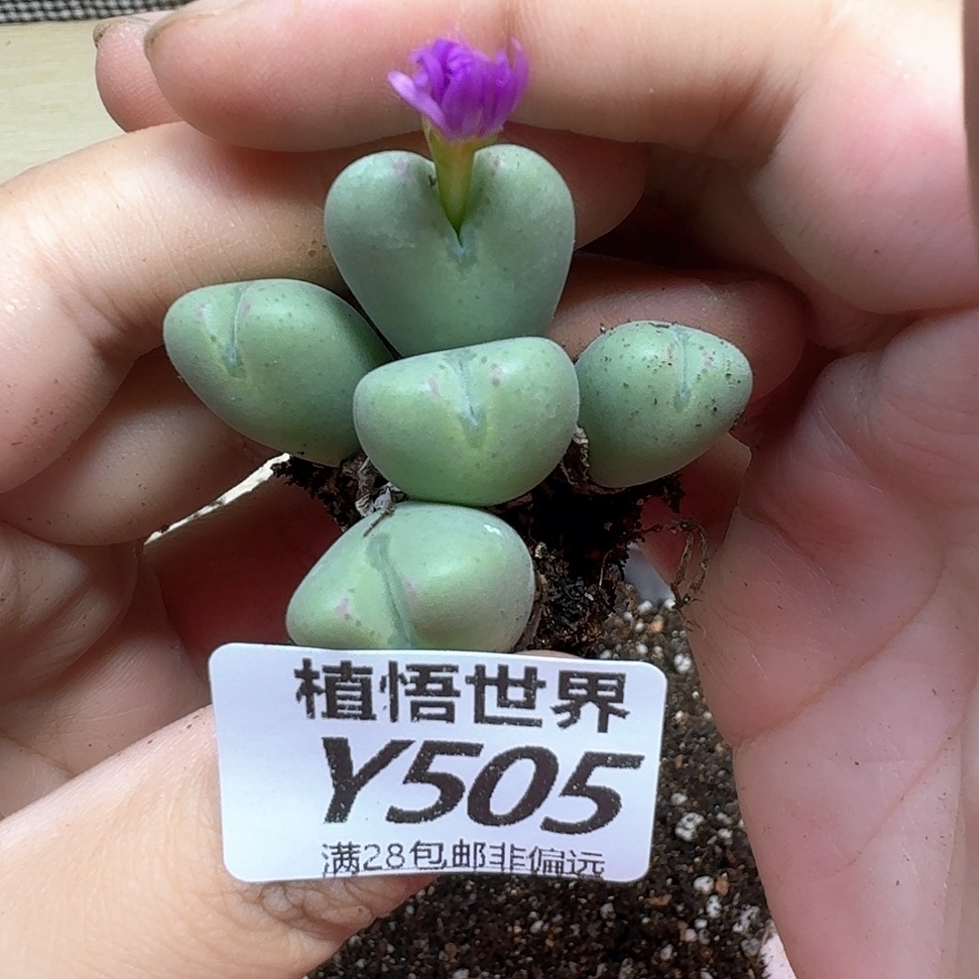 多肉植物的润泽我的f