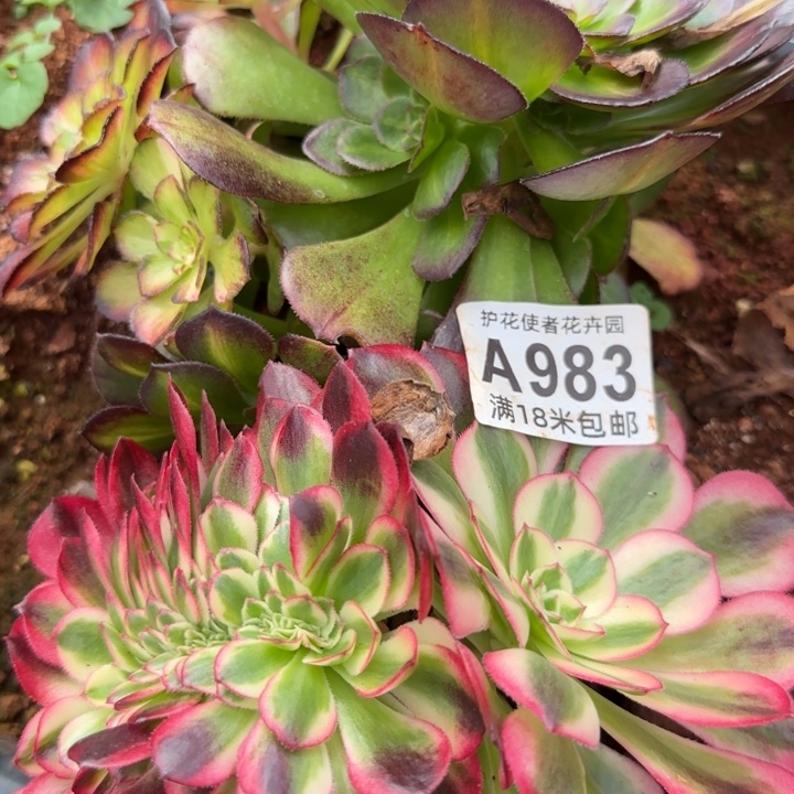 多肉法师淘宝福利