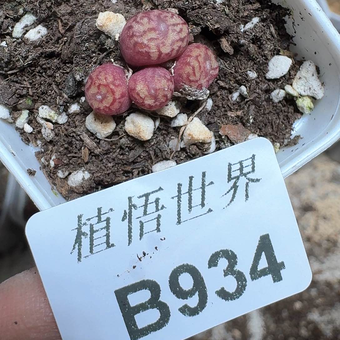 934盒多肉植物哇d g
