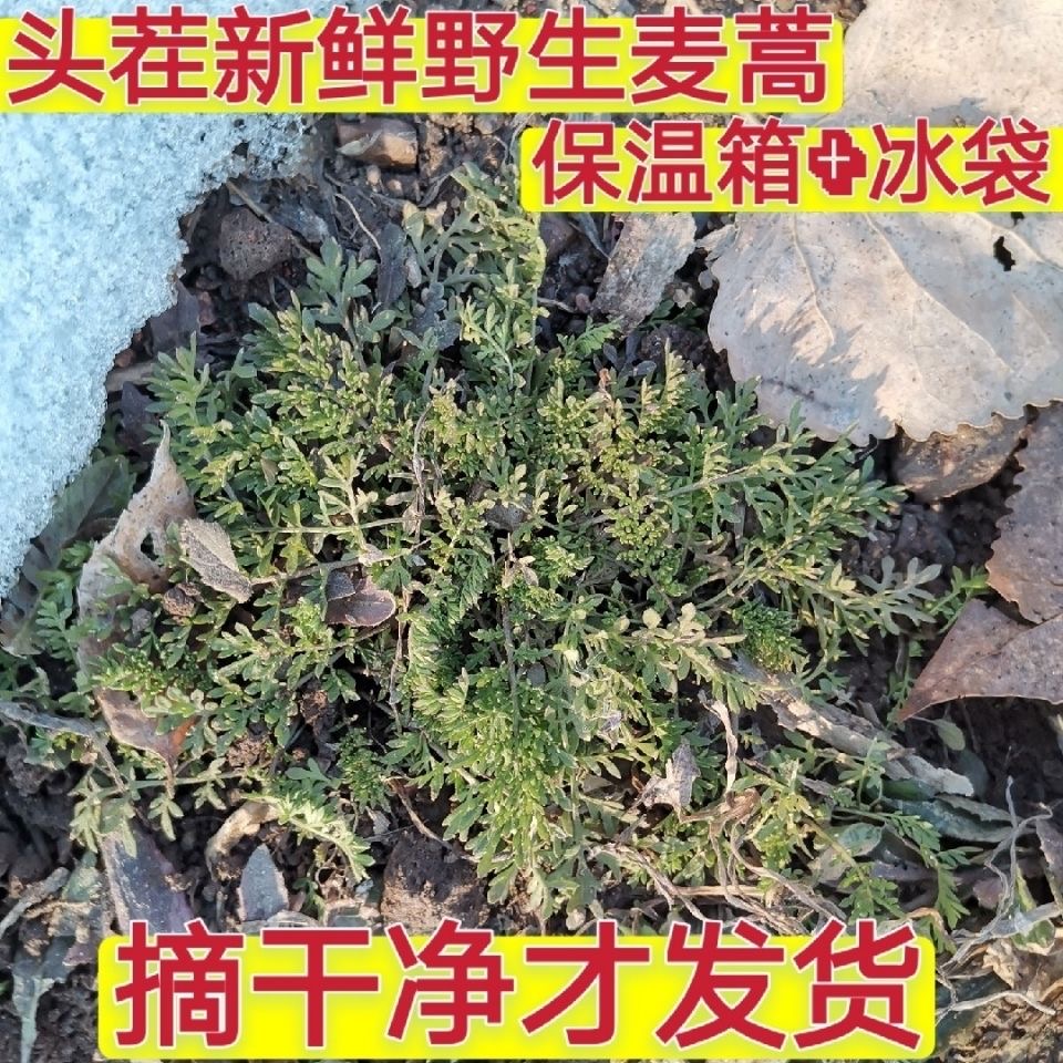 【生鲜冷链】农家妈妈现挖现发新鲜1斤麦蒿野生米米蒿野菜黄蒿苦蒿