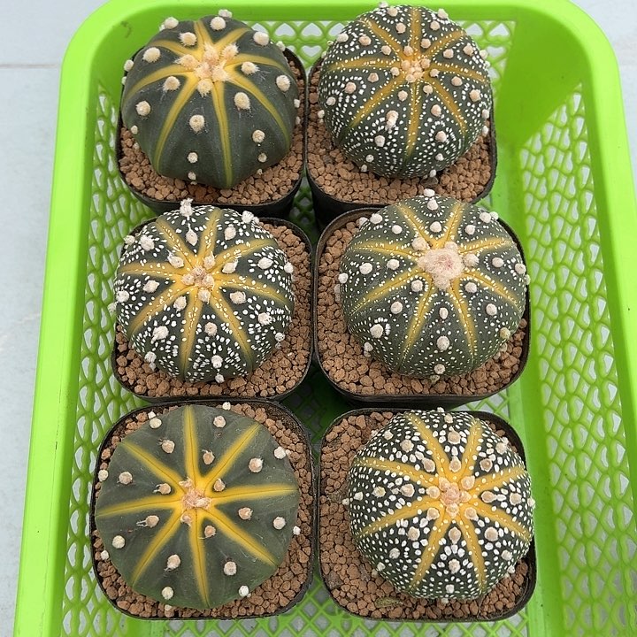 西瓜球仙人球123