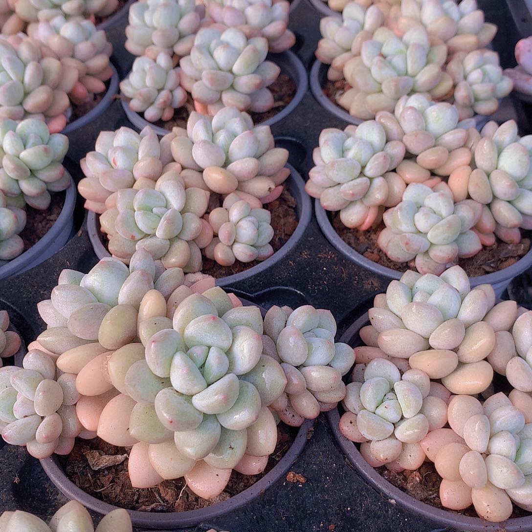 泡泡糖345678999000