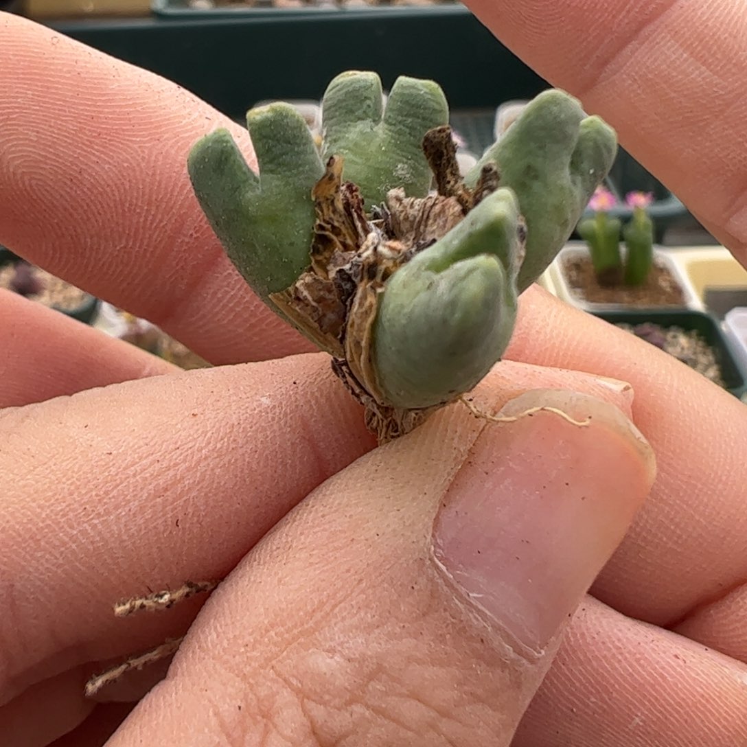 302 好看的多肉冲冲冲