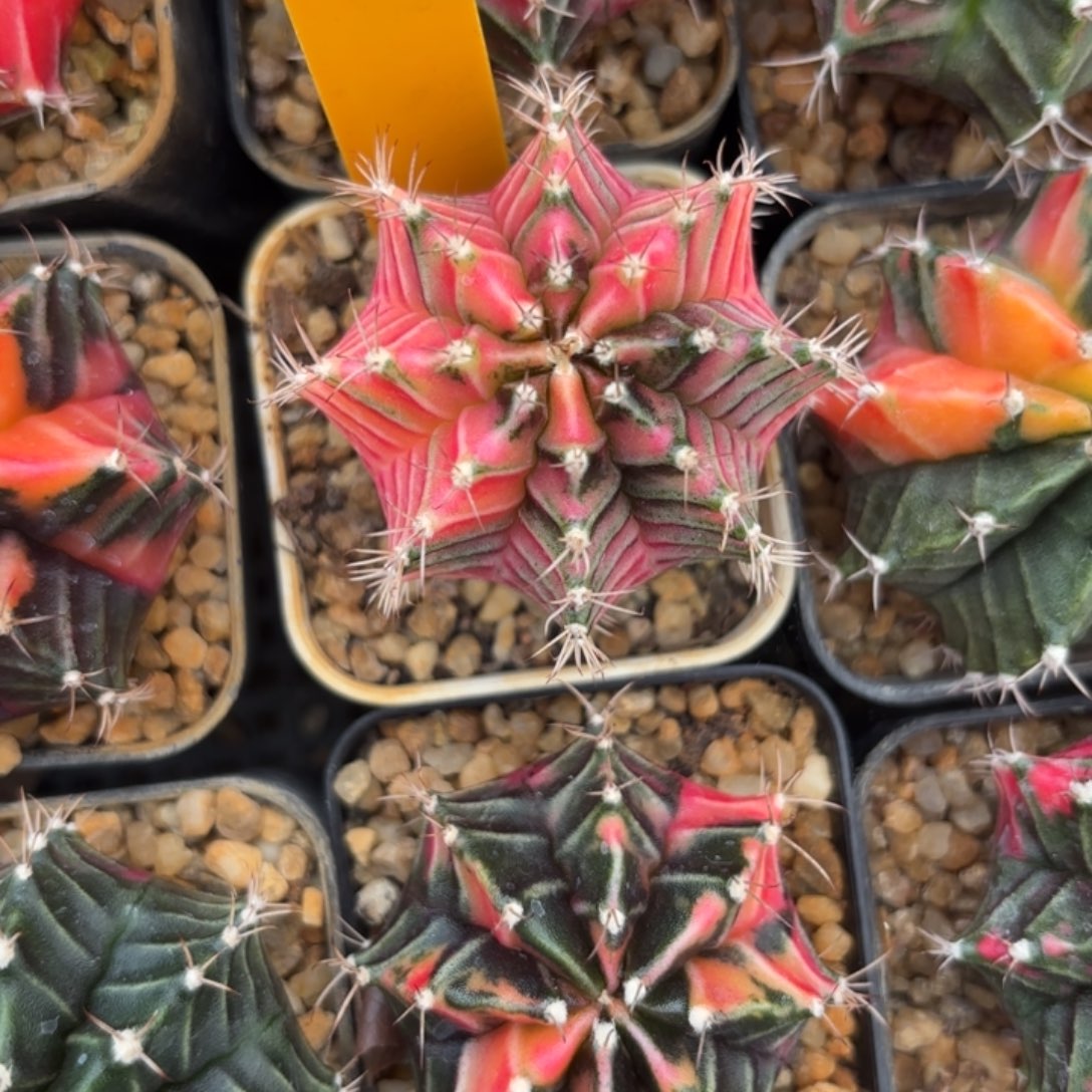 #***慧271-1123泰国发货多肉