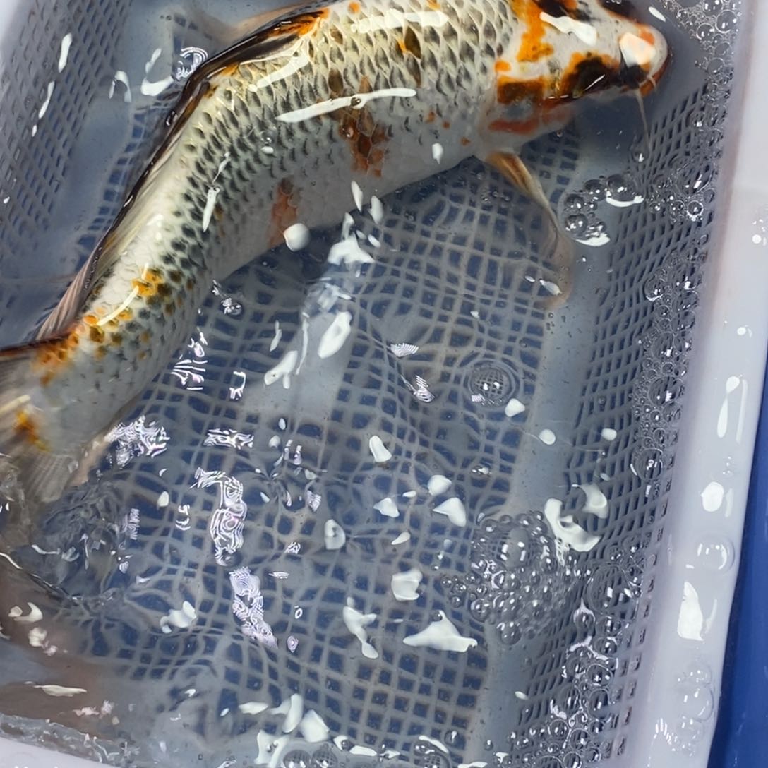 锦鲤冷水锦鲤包邮