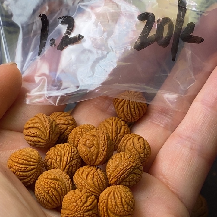 吊坠文玩核桃秦岭野生龙纹桃核12