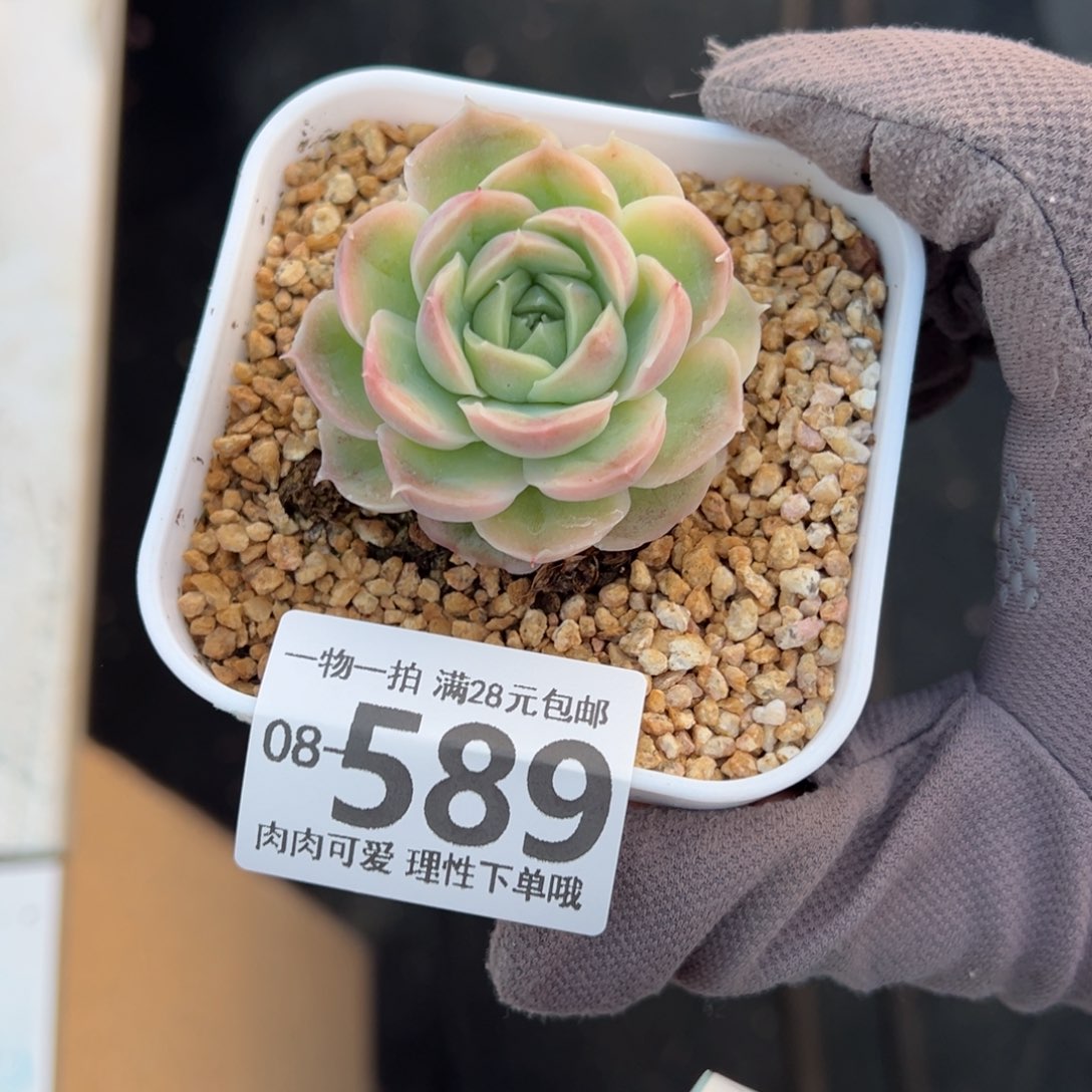 水晶虾饺多肉多肉多肉多肉