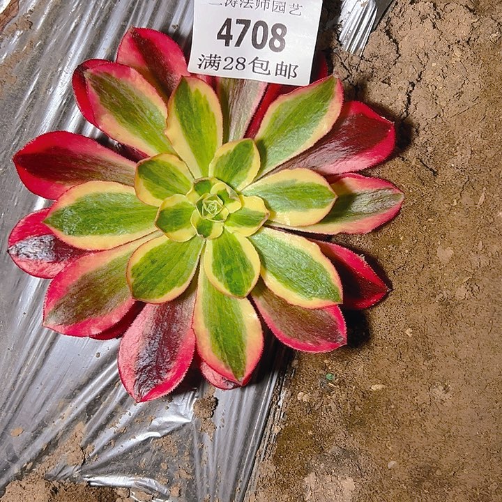 4708黑魅多肉植物单头