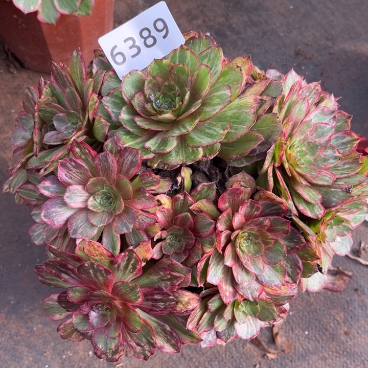 半夏多肉发货发货