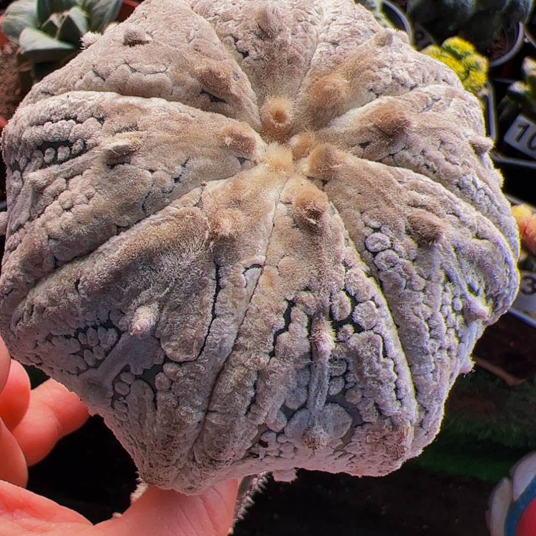 无花朵浓白海星奇迹兜921