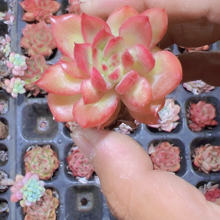 红灵魂精品多肉植物大战