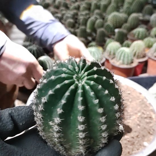 彩草卓雅8一9㎝侧芽歪16.8