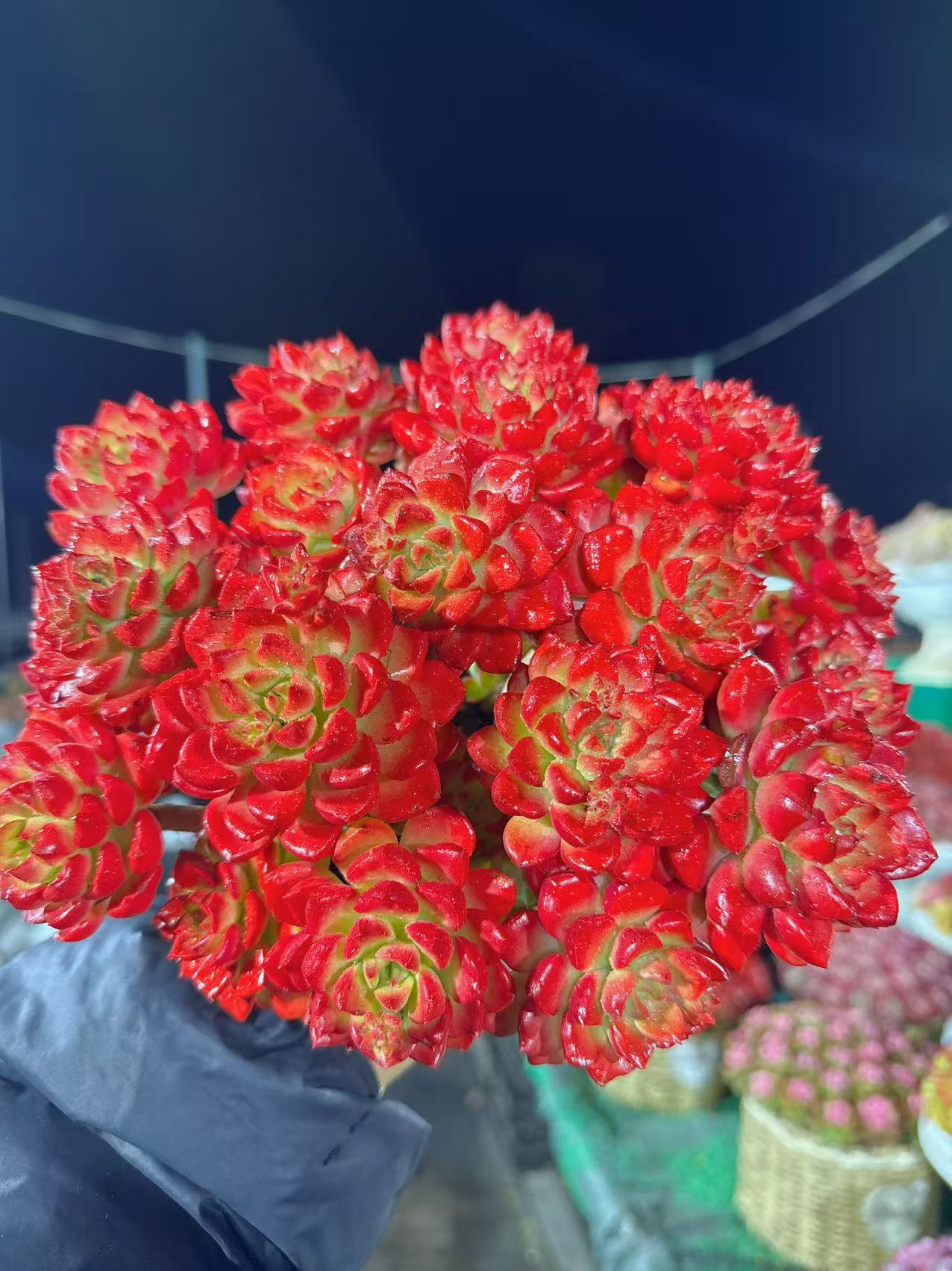 XS 老桩爱马斯玫瑰 拍一发二新手好养带盆栽好美观多肉植物秋季