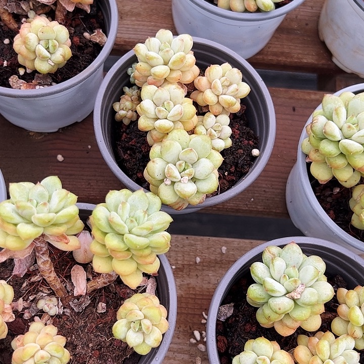 阳光玫瑰       福利多多