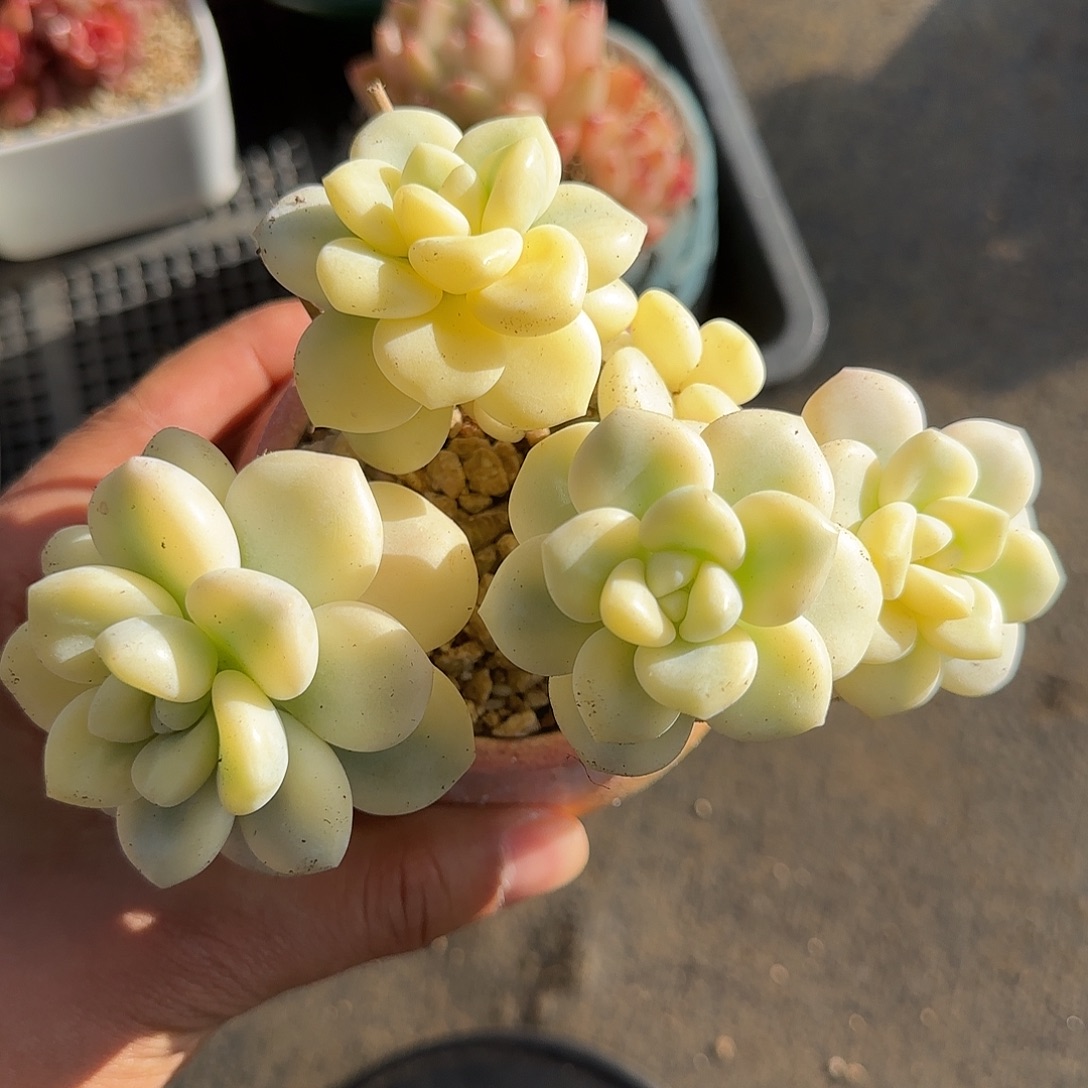 洛神锦不带盆土发货