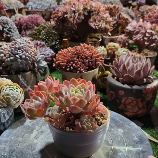 群生多肉粉色维拉锦