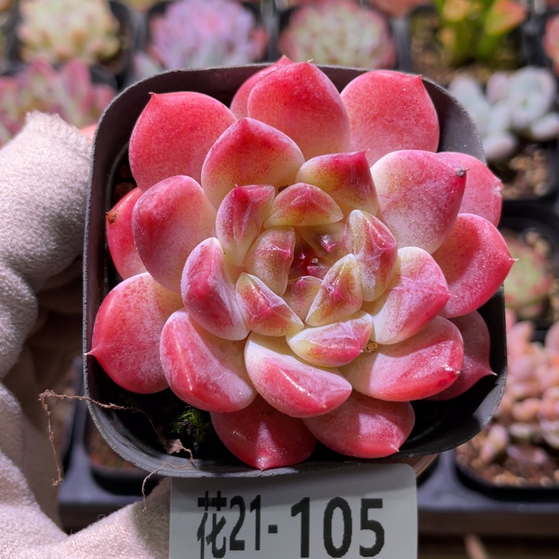 花利美21-105秘境冰魄