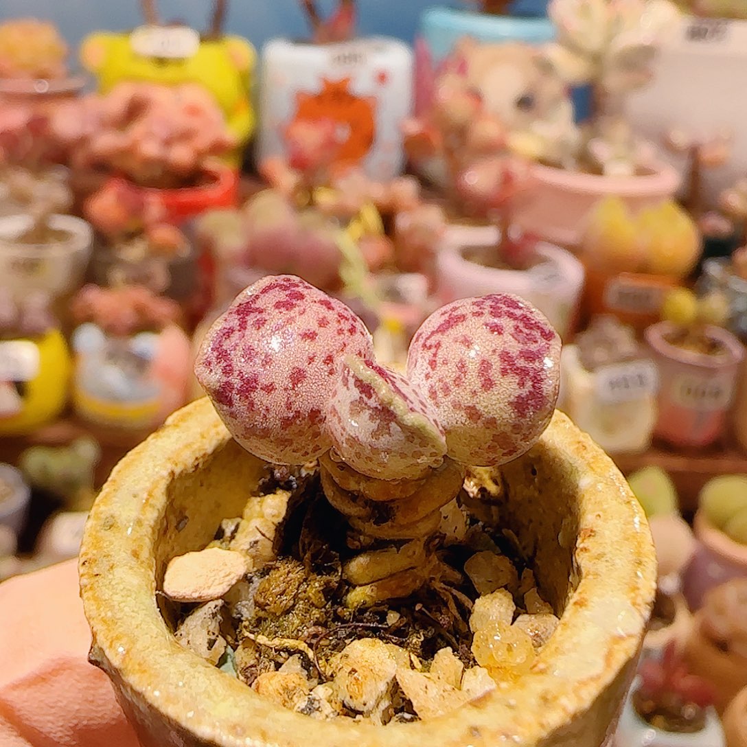 T可爱猫耳海豹盆口2cm