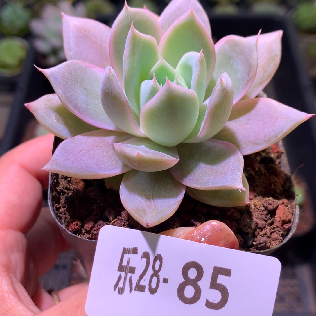 乐然28-85 新品单头 