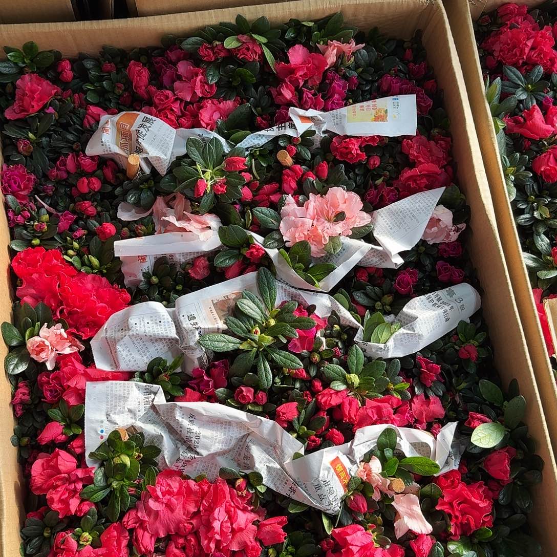 完全开放三色杜鹃