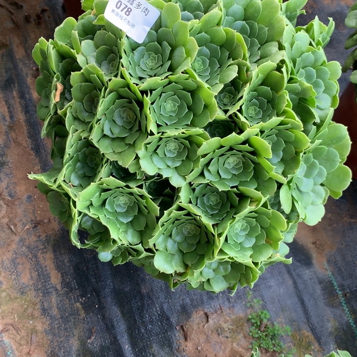 078绿羊绒多肉植物