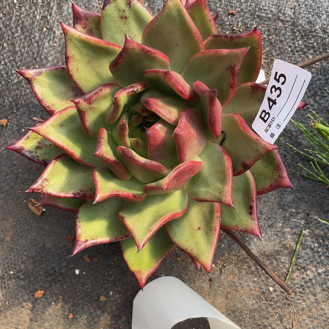 若如东云单拍B435