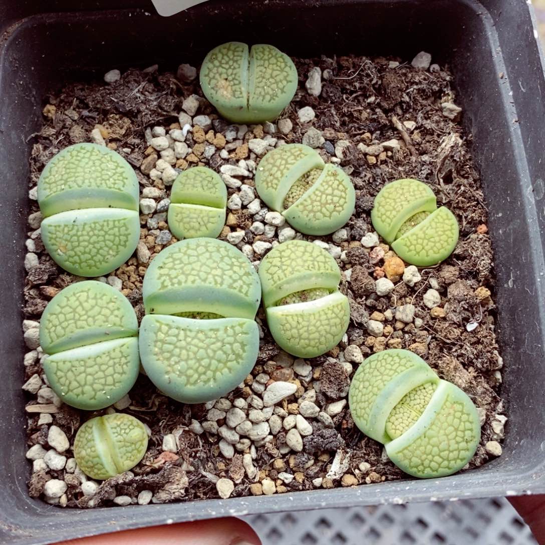 我我的小哥哥小姐姐们487