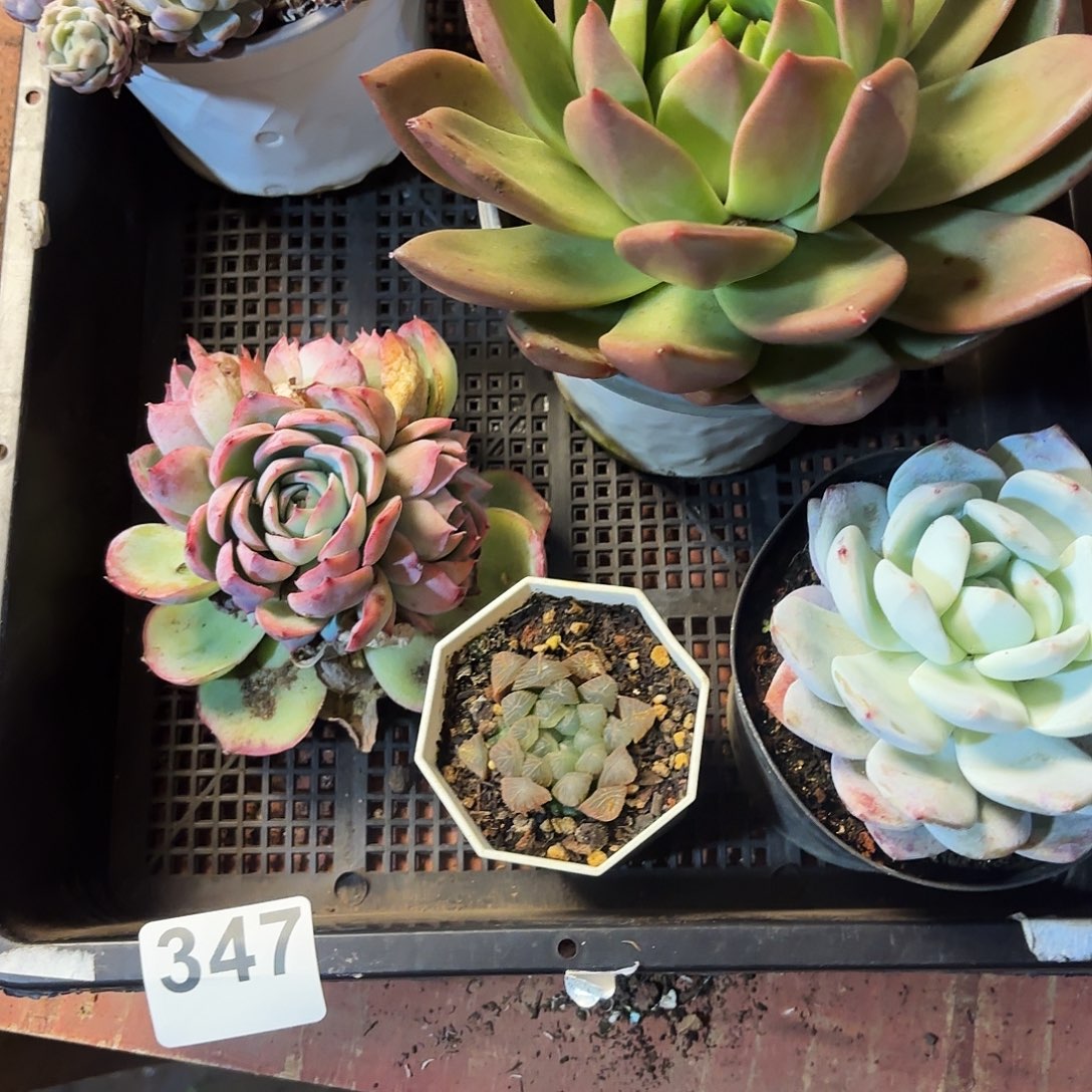 多肉植物宽拍347号