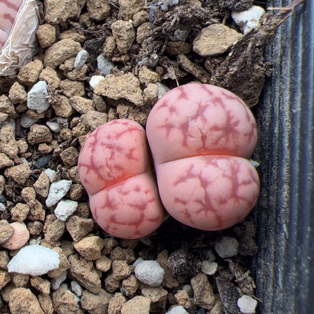0142号女娲石 多肉植物