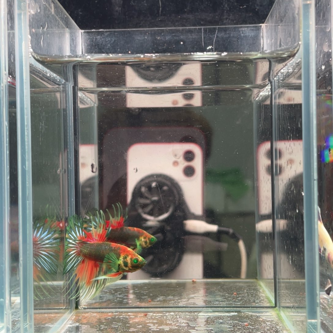 斗鱼印尼精品斗鱼65