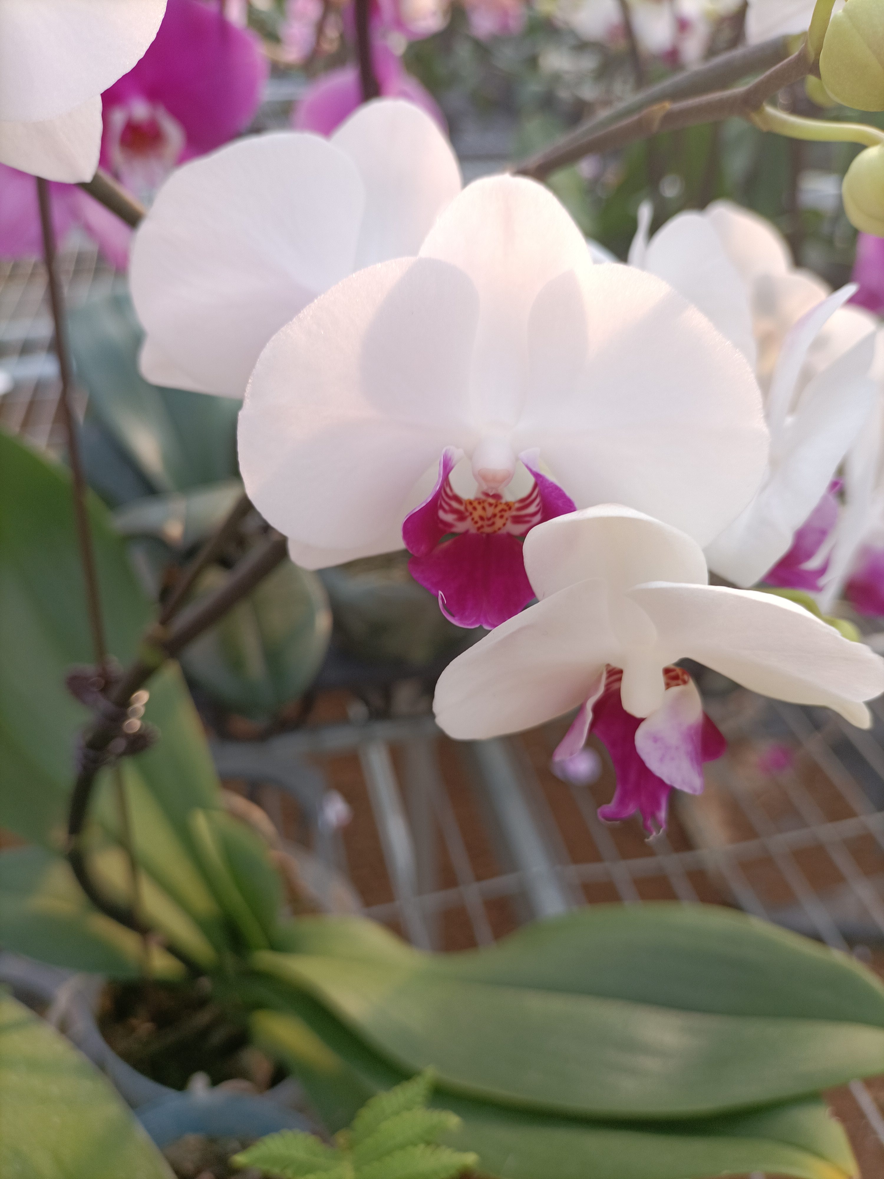 【双苗雪玉】雪玉双苗 3.5寸加高杯 室内高端花卉