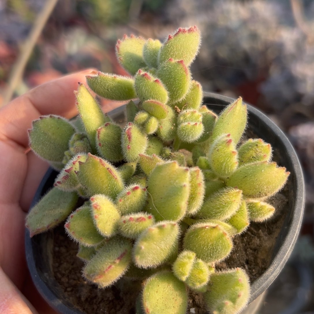 多肉植物多肉植物