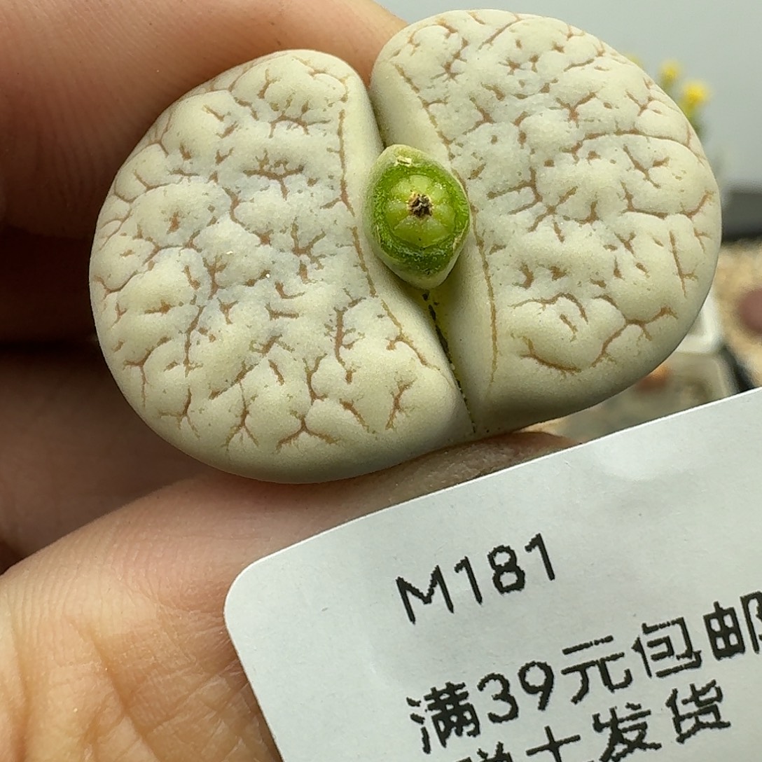 181多肉哈哈哈哈哈哈哈