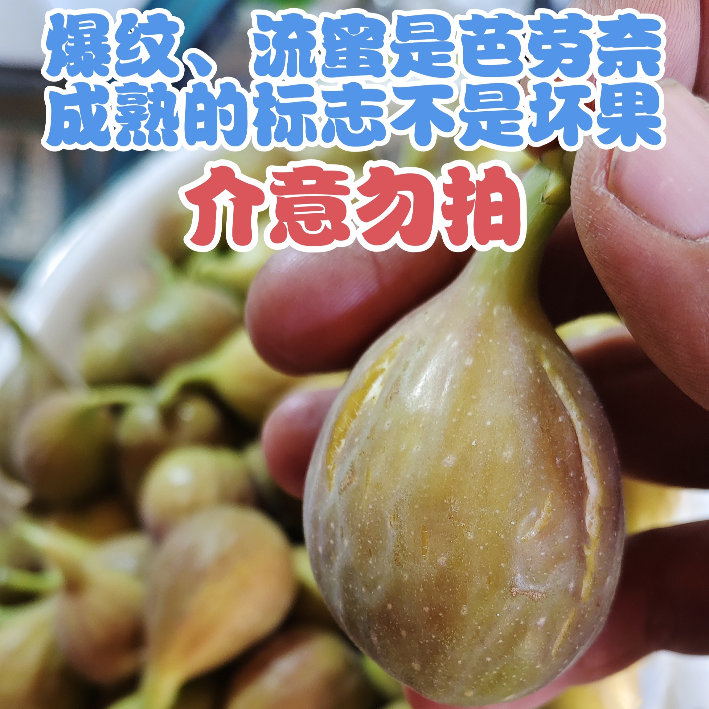 优先发货特熟果爆纹果皮不好看不懂的人勿拍无花果鲜果芭劳奈顺丰