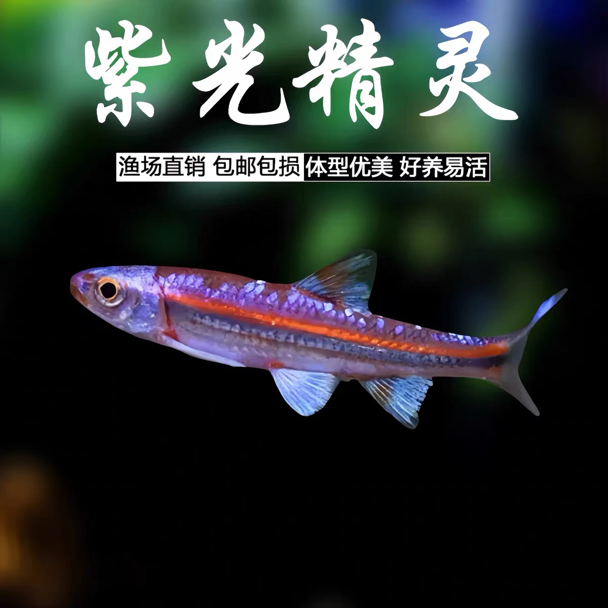 紫光精灵灯鱼紫光精灵鱼小型淡水观赏鱼群游鱼草缸鱼苗新手好养