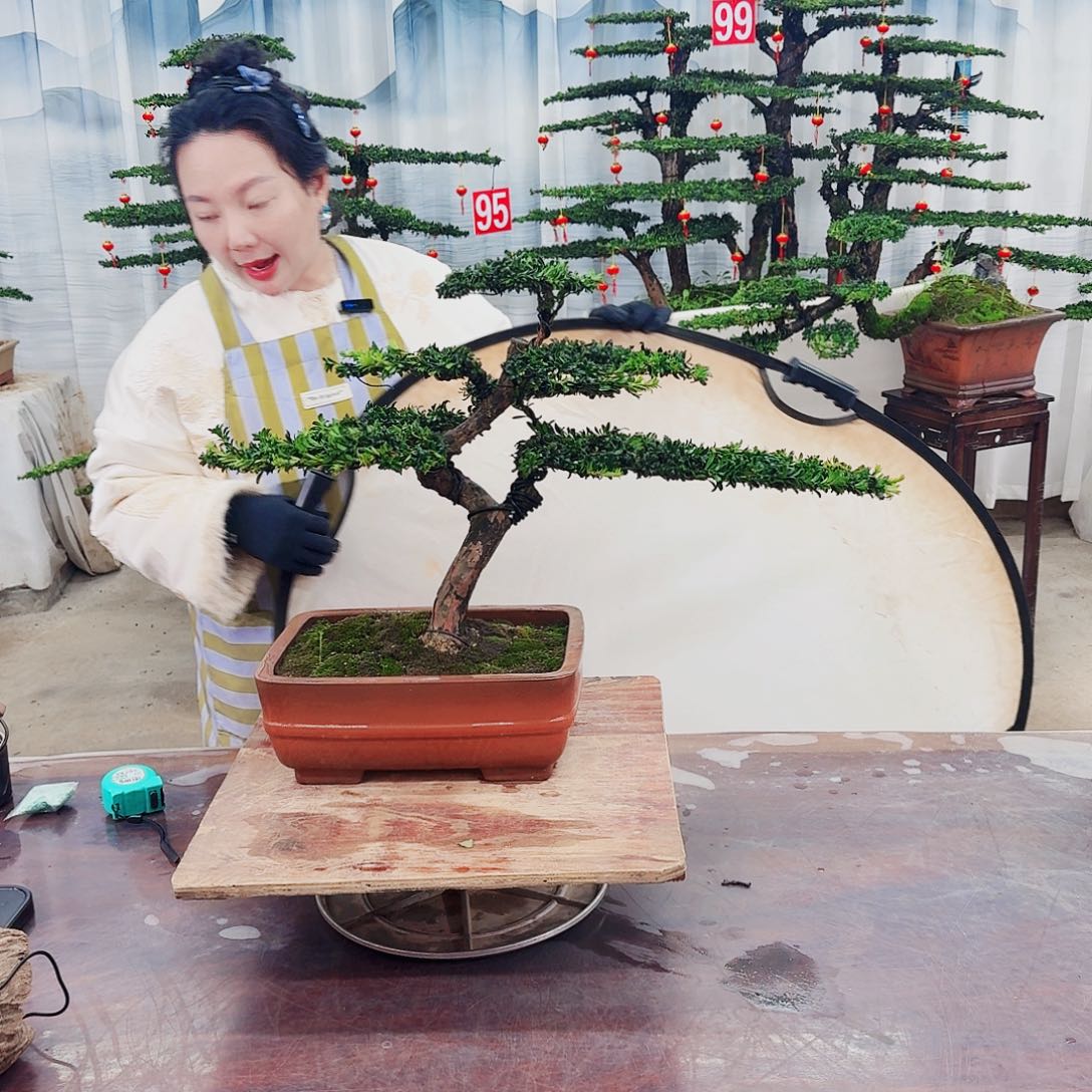 罗汉松在这本中还