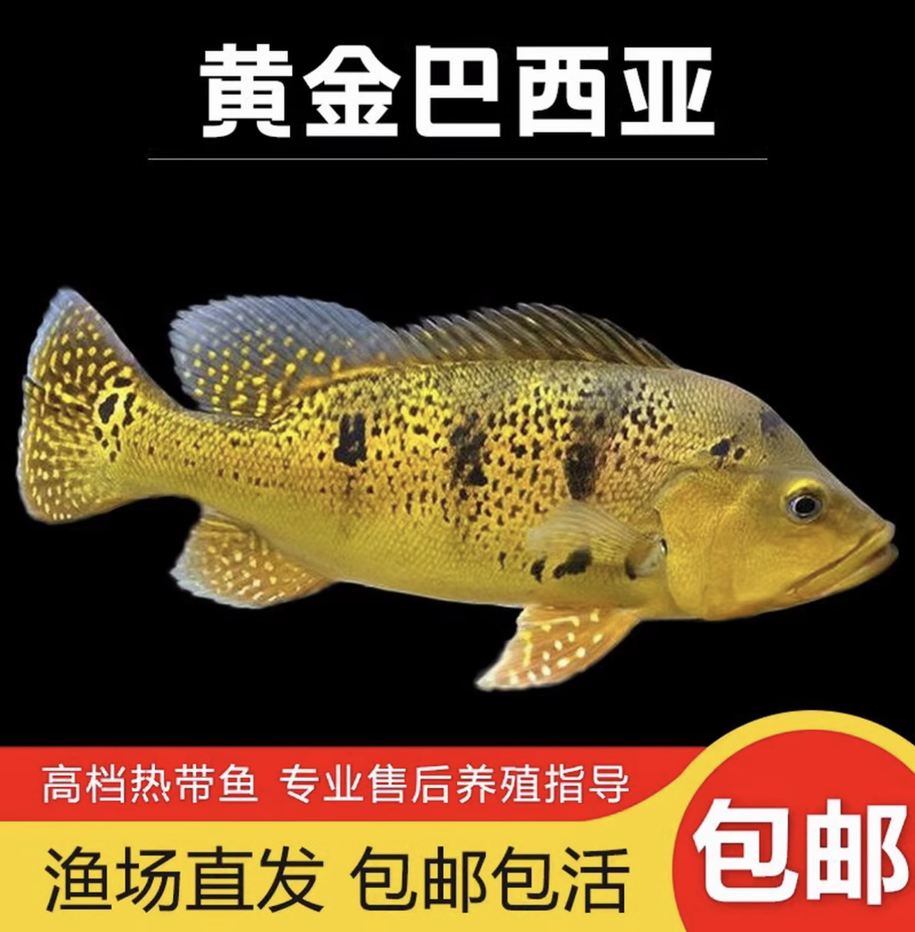 黄金满虫纹巴西亚
